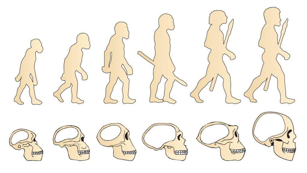 人の進化